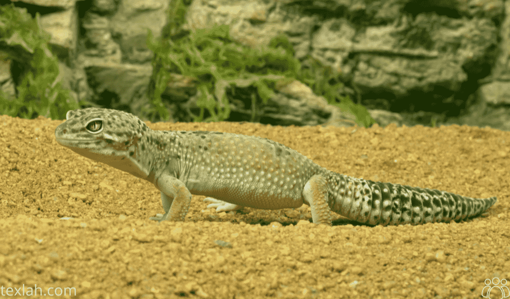 Does Leopard Geckos Bite?