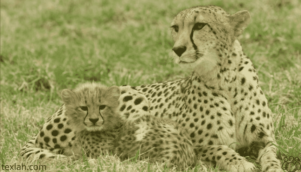 Can Cheetahs Climb trees?