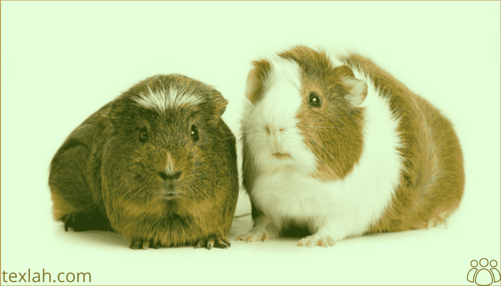 Can Guinea Pigs Eat Cilantro? 