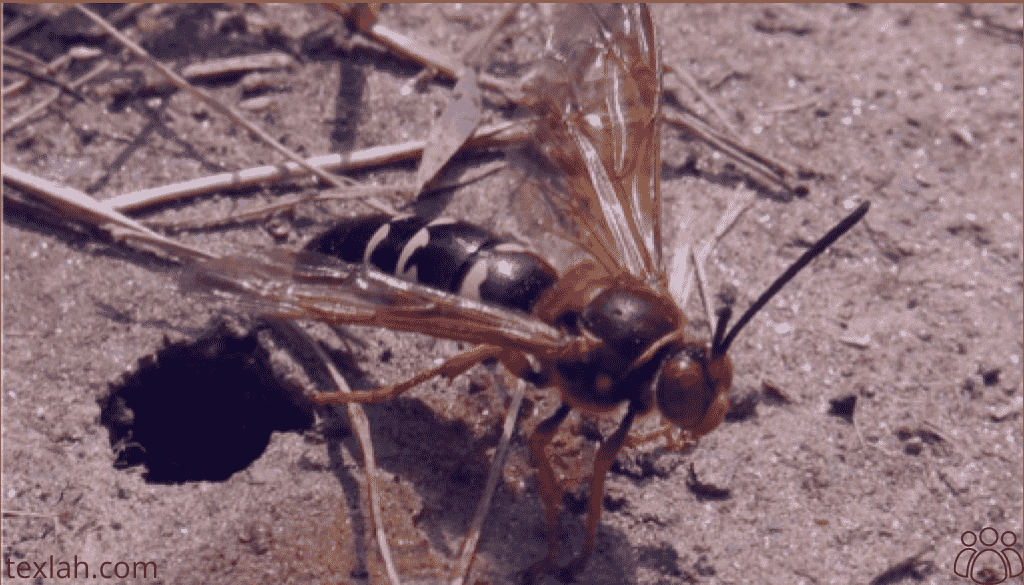 Should I Kill Cicada Killers?