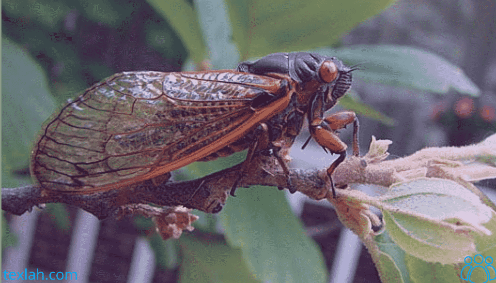 Why Do Some Cicadas Appear Only Every 17 Years?