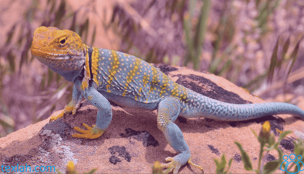 Collared Lizard