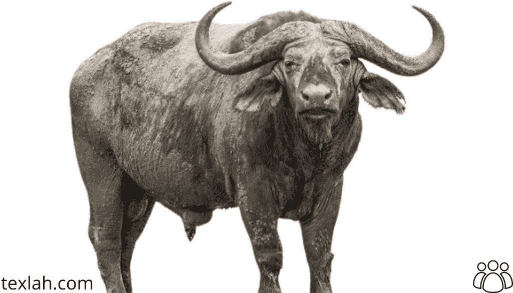 African buffalo