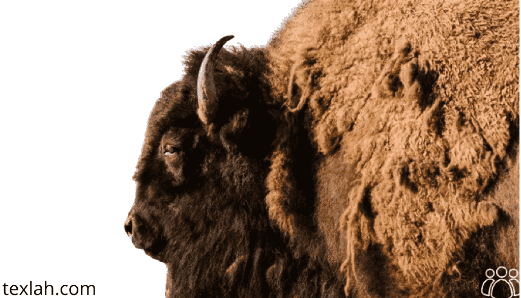 Are Buffalo and Bison the Same?