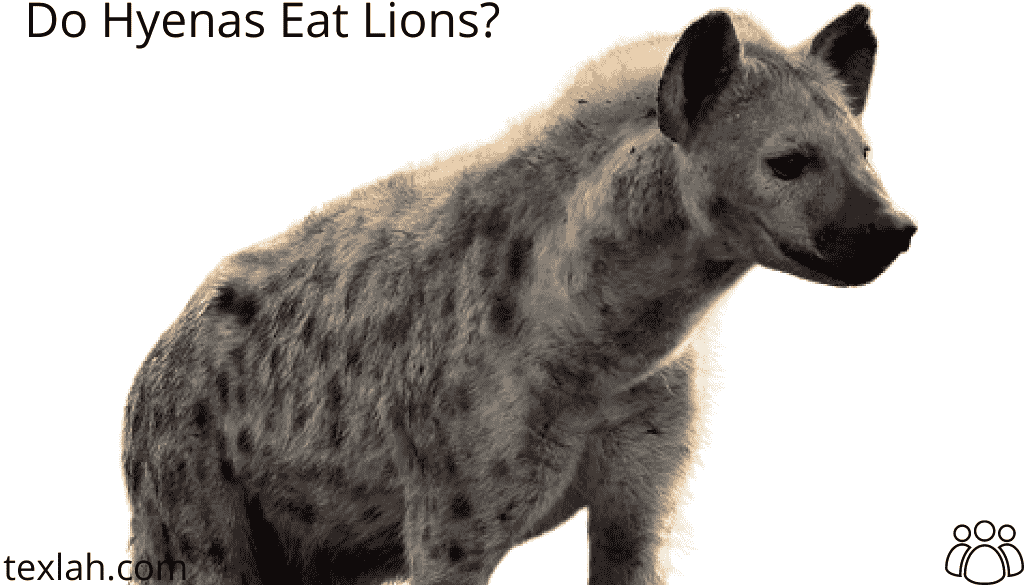 Do Hyenas Eat Lions?