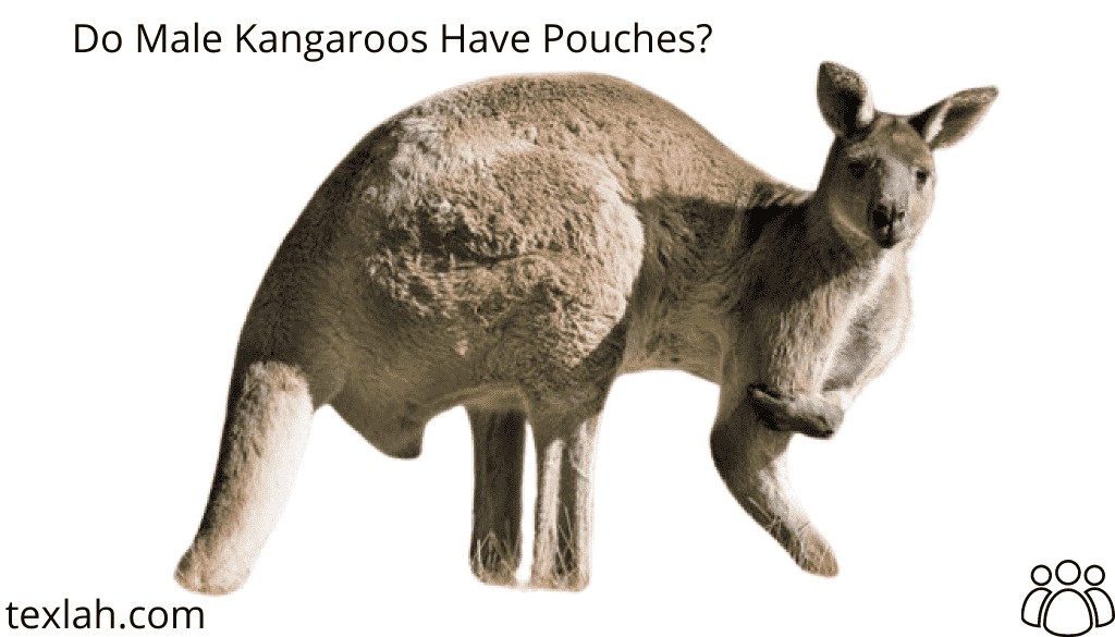 Do Male Kangaroos Have Pouches?