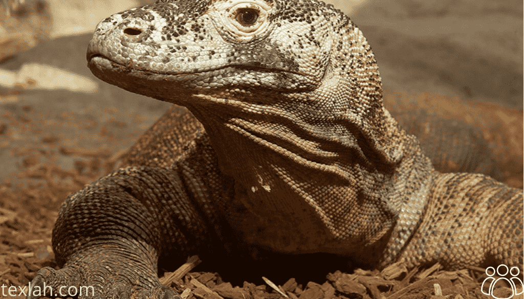 Komodo Dragon Teeth