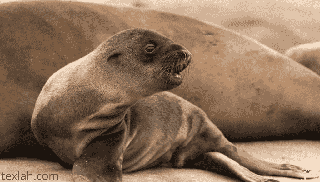 Seals and Sea Lions