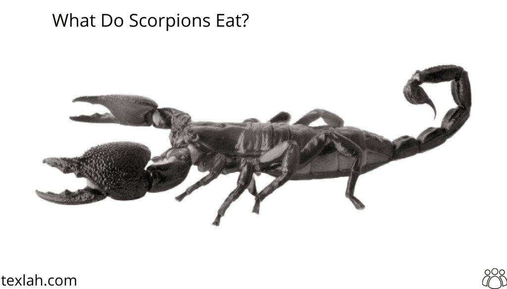 What Do Scorpions Eat?