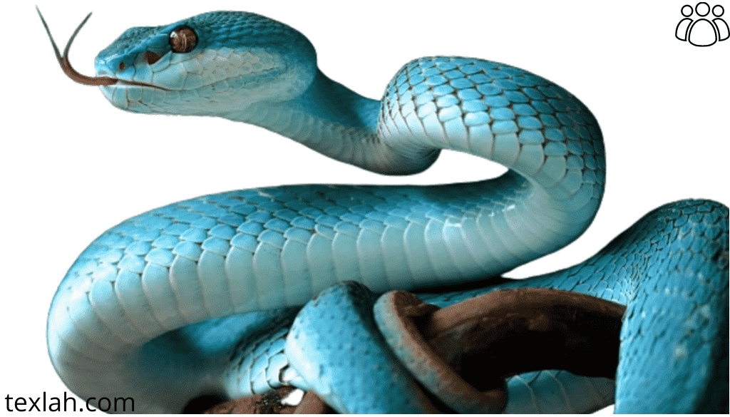 What is the Biblical meaning of Snakes in a dream?