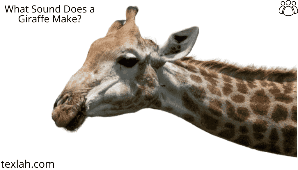 What Sound Does a Giraffe Make?